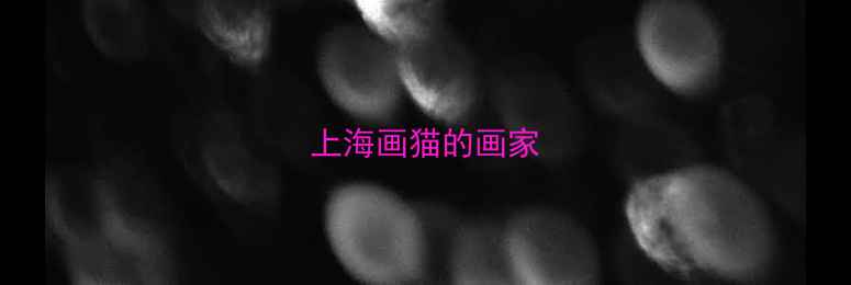 图片 上海画猫的画家